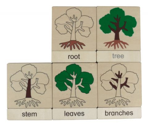 3 Part Classification Cards - Parts of a Tree (5) - Quality Educational ...